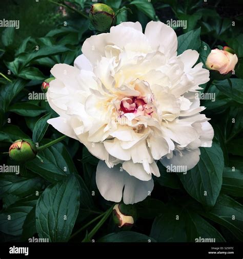 Paeonia Abierta Fotos E Imágenes De Stock Alamy