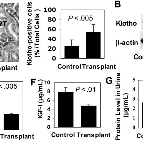 Subcutaneous Human Bmmsc Transplantation Up Regulated Klotho Expression