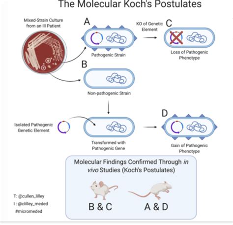 Microbiology Lecture 12- Pathogenesis Flashcards | Quizlet