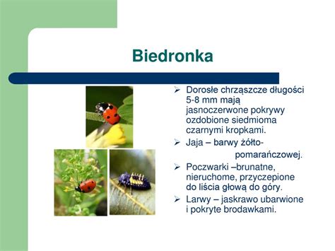 Ogród warzywny bez agrochemii ppt pobierz