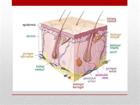 Sistem Indra Pada Manusia PPT