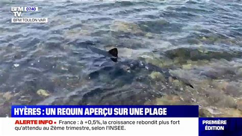 Hy Res Le Requin Bleu Aper U Sur Une Plage N A Toujours Pas T Vacu