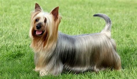 Introducing The Intelligent Yorkie and Silky Terrier Mix - Our Yorkie