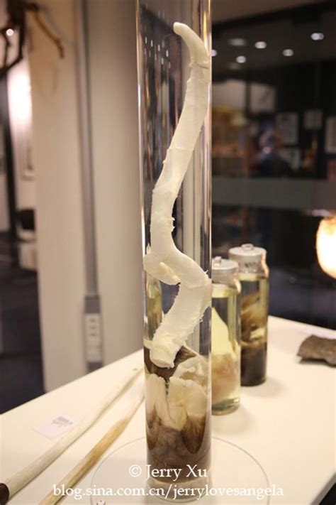 绝对重口味 探秘世界上唯一的阴茎博物馆图组新浪图片