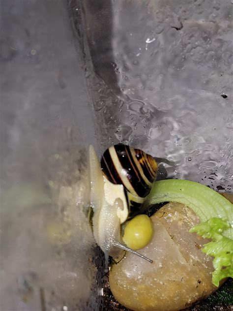Calcium build up? : r/snails
