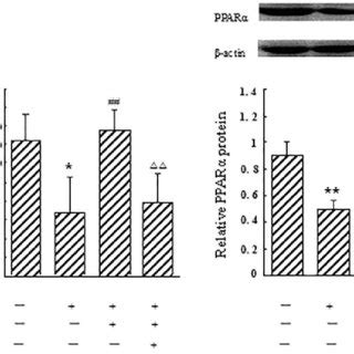 Effect Of Berberine BBR On The Expression Of PPARa At The MRNA And