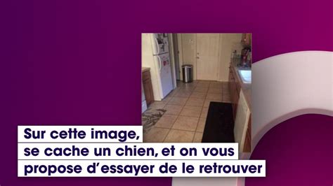 D Fi Serez Vous Capable De Trouver Le Chien Qui Se Cache Sur Cette