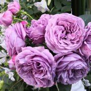 Купить саженцы розы Флорибунда с доставкой