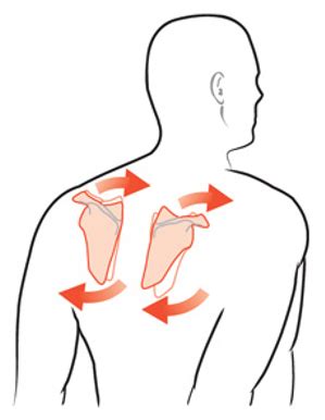 Kines Chapter Shoulder Girdle Flashcards Quizlet