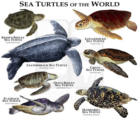 Sea Turtles Of The World Poster Print Etsy Australia