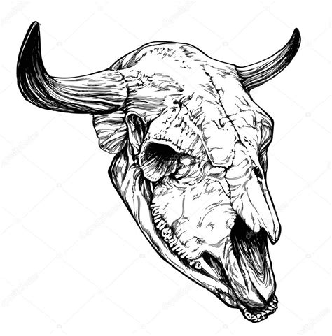 Bull auroch skull with horns — Stock Vector © Diana_Pryadieva #67093197