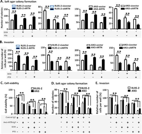 ARTN Expression In EC Cells Decreased Sensitivity To Doxorubicin And