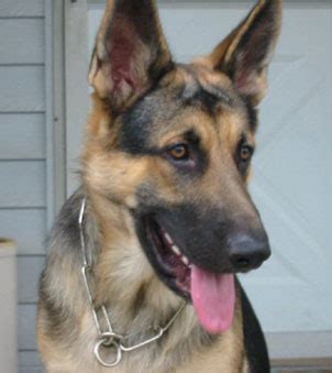 German Shepherd Rescue