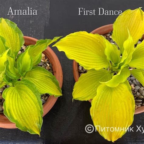 Hosta First Dance (L) - Питомник Хуторок