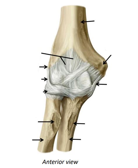 Ligaments Of Elbow Joint Diagram Quizlet