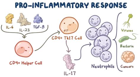 Immunology Cytokines 5 Types Of Cytokines Interleukins Tnfs Tumor