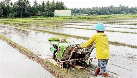 Nusabali Tidak Impor Beras Tahun Jokowi Terima Kasih Ke Petani