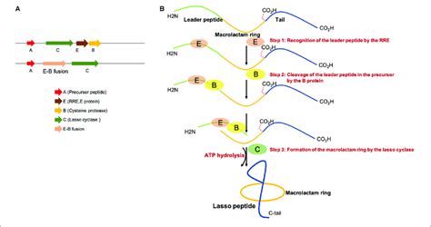 A Representative Lasso Peptide Biosynthetic Gene Clusters With A