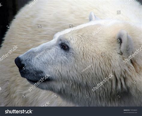 Polar Bear Head Turned Profile Stock Photo 73254823 | Shutterstock