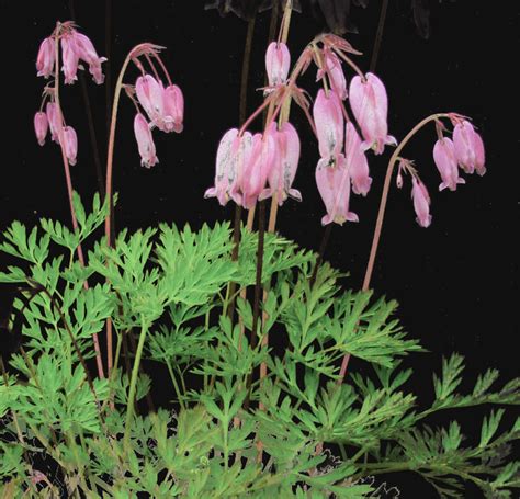 Dicentra formosa PINK BLEEDING HEARTS - SeedScape