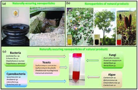 Examples Of Natural And Biological Materials Which Contain Nanoscopic