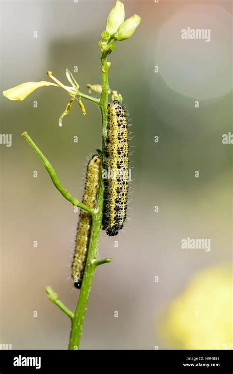 Large White Butterfly Caterpillar Pieris Brassicae Feeding On Charlock