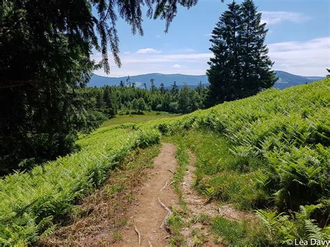 Walks and hikes in Alsace 🥾 25 ideas for walking!