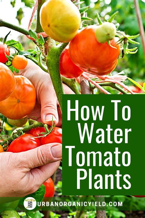 Guide On How To Water Tomato Plants Tomato Garden Growing Tomato