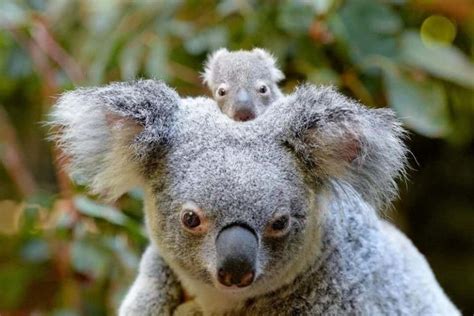 World Wildlife Fund Warns Australia That Deforestation Would Lead To ...