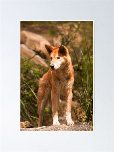 Australian Dingo Poster By Froggie Redbubble