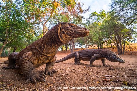 Komodo Dragon 10 Photo, Picture, Print | Cornforth Images