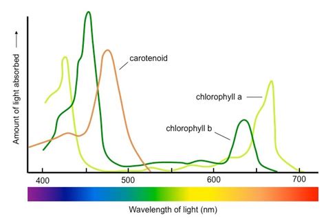 Absorption How To Determine Chlorophyll Content From