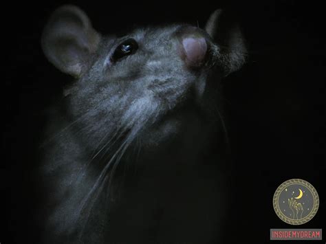 Grey Rat Dream Meaning Interpretation And Symbolism