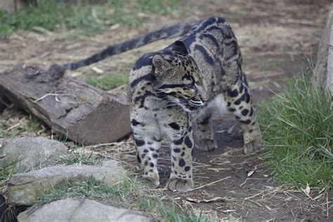 Clouded Leopard/ Neofelis nebulosa - ZooChat