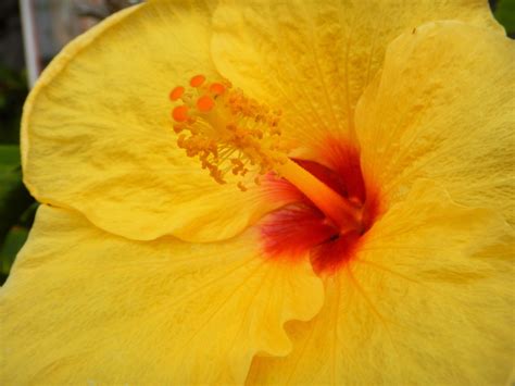 Gorgeous Hawaiian flowers - Enjoy Earth