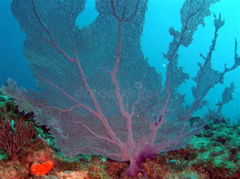 Sea Fan Coral stock photo. Image of stars, coral, blue - 1484850