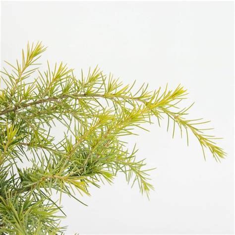 Cedrus Deodara Golden Horizon Plant Wholesale FlorAccess