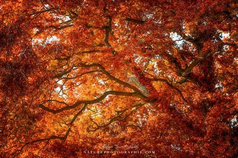 Automne Et Couleur De Chêne Un Arbre Qui Impose Le Respect