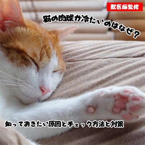 【獣医師監修】猫の肉球が冷たいのはなぜ？知っておきたい原因とチェック方法と対策