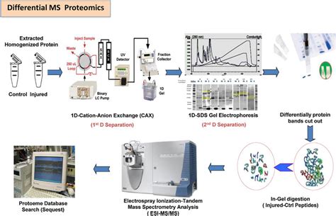 General Workflow For Differential Mass Spectrometry Based Translational