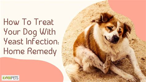 How To Treat Your Dog With Yeast Infection Home Remedy Kobi Pets