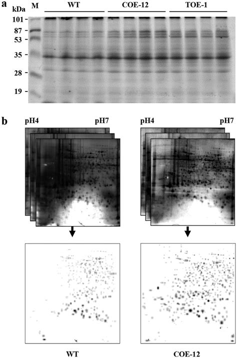 Comparative proteome profile. Proteomics analysis was performed in ...