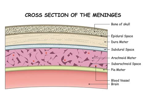 Cross Section Of The Meninges Design Vector Illustration Diagram 34201612 Vector Art At Vecteezy