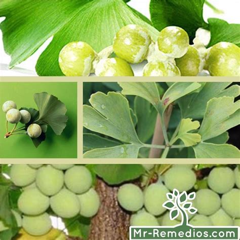 Ginkgo Biloba Propiedades Beneficios Dosis Y Efectos