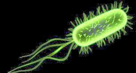 The 7 Kingdoms: Eubacteria