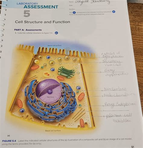 Solved Laboratory Cell Structure And Function Part A Chegg