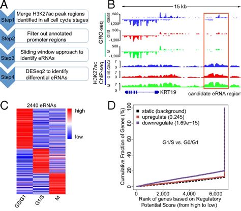 Transcriptional Landscape Of The Human Cell Cycle Pnas