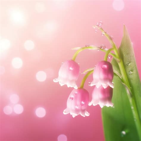 Premium Ai Image A Pink Lily Of The Valley On Pink Background