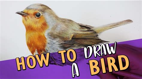 How To Draw A Realistic Bird Coloured Pencil Drawing Tutorial Youtube