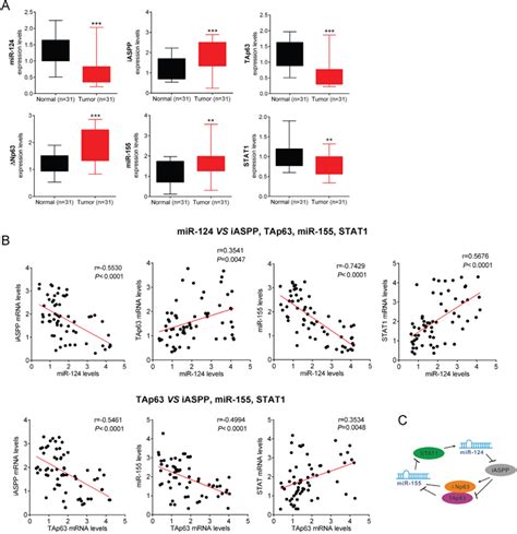 The Mir 124 P63 Feedback Loop Modulates Colorectal Cancer Growth